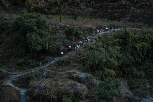 Mule donkey caravan transportation walking up stairs along Annapurna circuit, Himalaya, Nepal, Asia