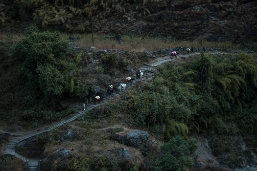 Mule donkey caravan transportation walking up stairs along Annapurna circuit, Himalaya, Nepal, Asia