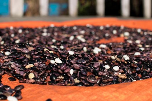 Assortment of colorful beans being dried in the sun on an orange tarp