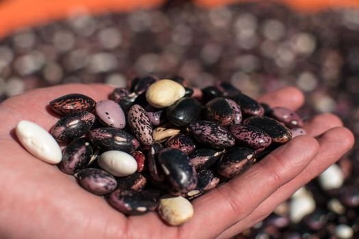 Handful of dried colorful beans picked up