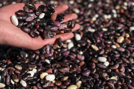 Hand pouring dried colorful beans through fingers onto more beans in pile