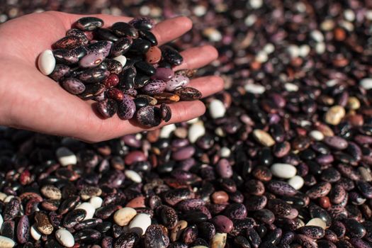 Hand pouring dried colorful beans through fingers onto more beans in pile