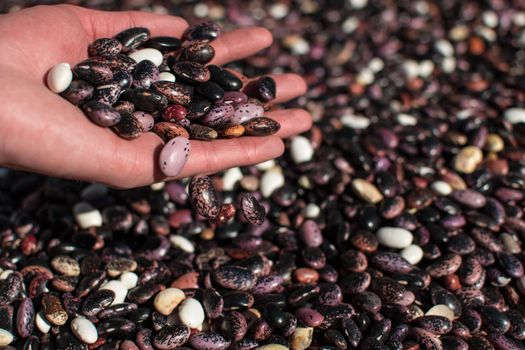 Hand pouring dried colorful beans through fingers onto more beans in pile