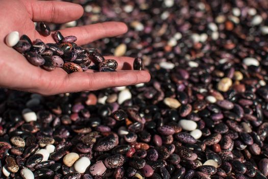 Hand pouring dried colorful beans through fingers onto more beans in pile