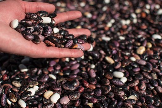 Hand pouring dried colorful beans through fingers onto more beans in pile