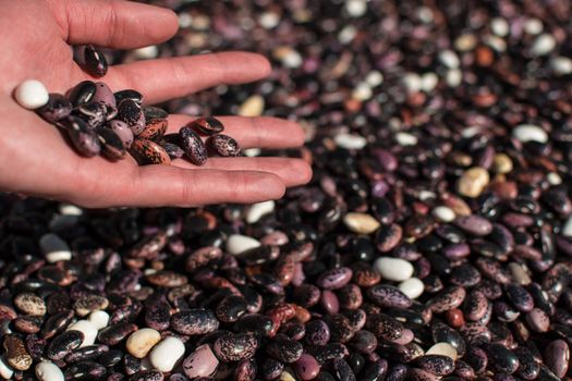 Hand pouring dried colorful beans through fingers onto more beans in pile