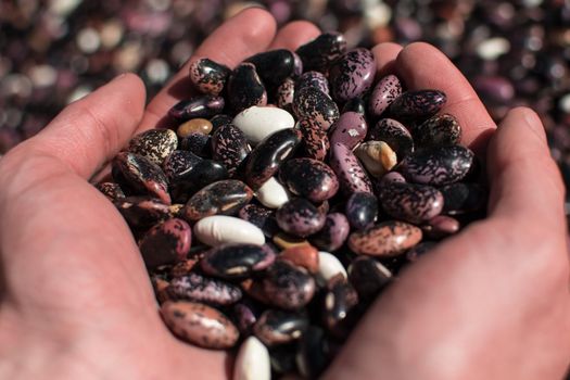 Two hands palming an assortment of colorful dried beans