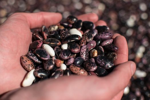 Two hands palming an assortment of colorful dried beans