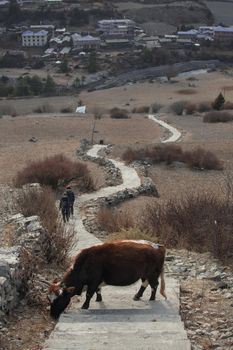 Cow blocking stairs between Upper and Lower Pisang, trekking Annapurna circuit, Himalaya, Nepal