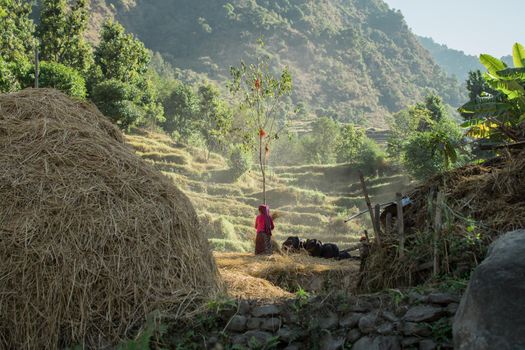 Strong woman in rural Nepal workig in the rice fields at Annapruna circuit