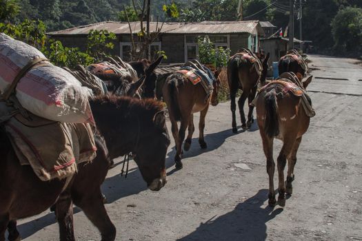 A few mules carrying walking on a road at Annapurna circuit, Nepal