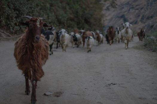 Beautiful goat herd walking on a dirt road in the nepalese mountains