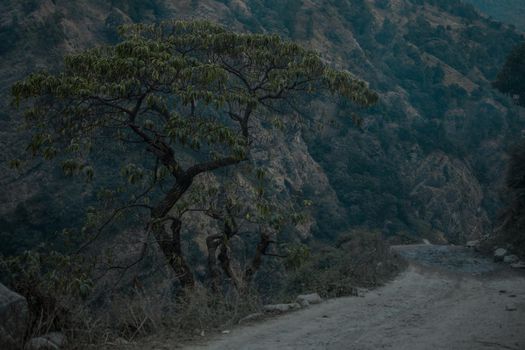 Single beautiful tree by the side of a dirt road in the moody mountains