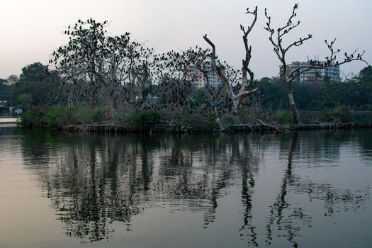 Cormorant birds sitting on tree branches and shitting ammonia and killing the trees at lake in Minhaj Garden park with water reflection Kolkata, India