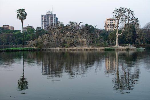 Cormorant birds sitting on tree branches and shitting ammonia and killing the trees at lake in Minhaj Garden park with water reflection Kolkata, India