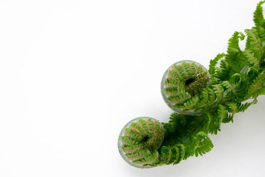 Two beautiful curls of young green fern on a white background. Place for the text.