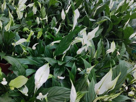 Garden bed with various flowers and foliage of peace lilies (Spathiphyllum wallisii), filling the picture.