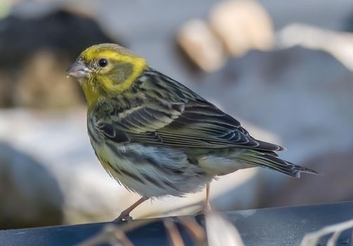 serin bird posed to look for food in spring