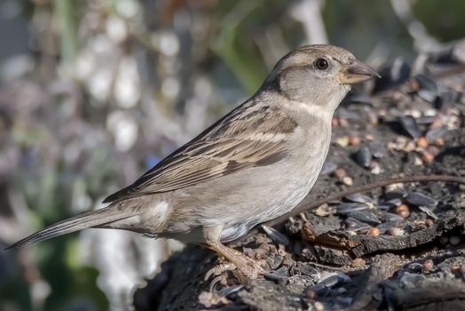 sparrow bird perched on a wood in search of food and water