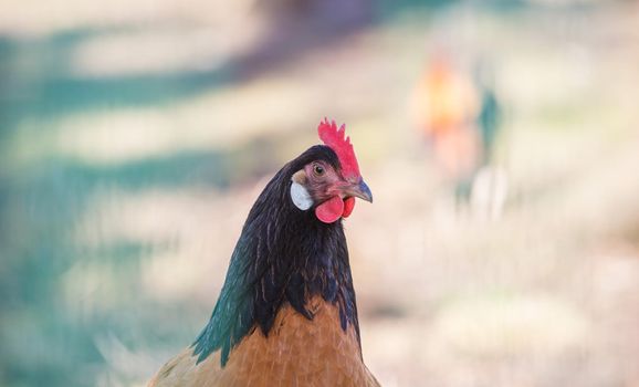 Close up of chickens in the own garden, summer time