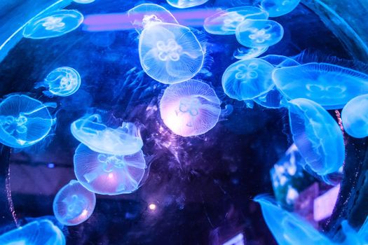 Small jellyfishes illuminated with blue light swimming in aquarium