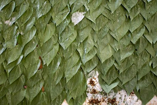 Background of green betel vine leaves with areca nut. Preparing traditional kwu-ya, paan, chewing tobacco in Myanmar