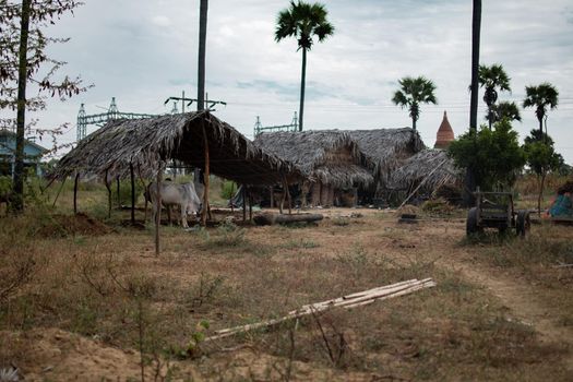 A few simple rural houses by a farm with two ox and a wagon with a temple in the background in Bagan, Myanmar