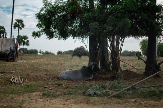 An big black and grey ox lying in the shade and resting during a warm summer day in Bagan, Myanmar