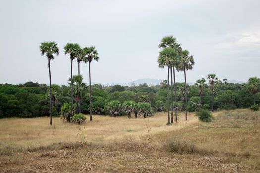 BAGAN, NYAUNG-U, MYANMAR - 2 JANUARY 2020: A few historical temples in the distance over the treeline from an open field with palm trees