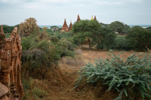 BAGAN, NYAUNG-U, MYANMAR - 2 JANUARY 2020: A few historical temples peaking up from the forest and dry fields