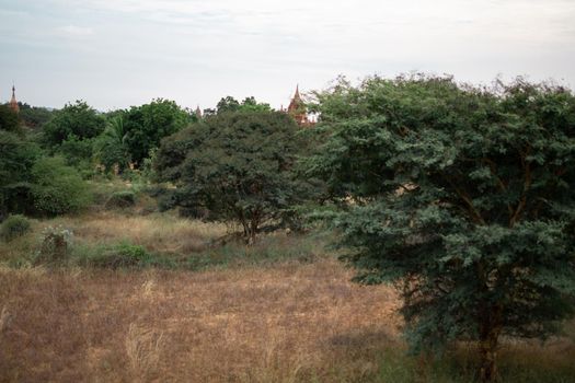 BAGAN, NYAUNG-U, MYANMAR - 2 JANUARY 2020: A historical temple peaking up from the forest and dry fields