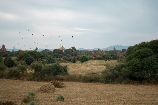BAGAN, NYAUNG-U, MYANMAR - 2 JANUARY 2020: A few historical temples peaking up from the forest and dry fields