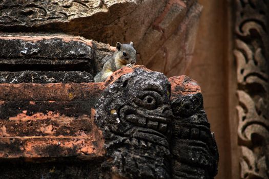 A small squirrel sitting on top of a decorated historic temple wall in Bagan, Myanmar