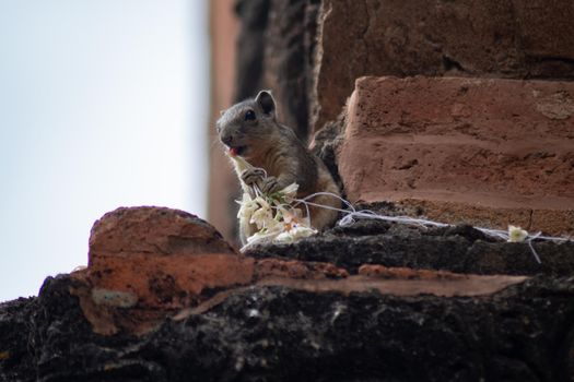 A small squirrel sitting on top of a decorated historic temple wall eating a flower in Bagan, Myanmar