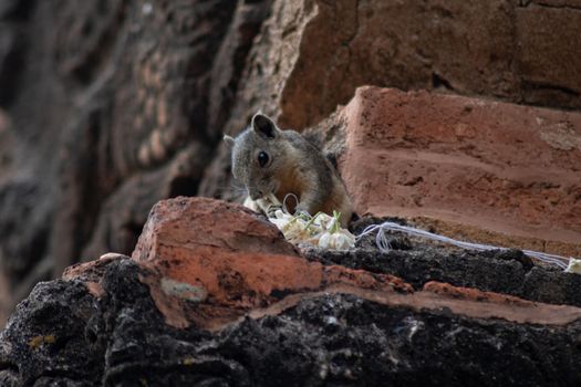 A small squirrel sitting on top of a decorated historic temple wall eating a flower in Bagan, Myanmar