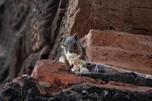 A small squirrel sitting on top of a decorated historic temple wall eating a flower in Bagan, Myanmar