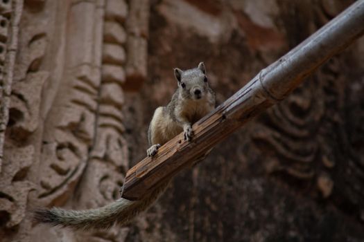 A small squirrel sitting on a bamboo stick by a historic temple in Bagan, Myanmar