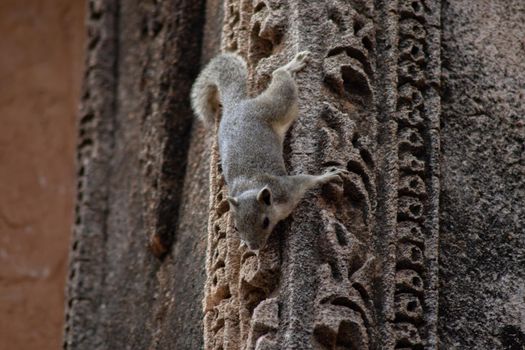 A small squirrel climbing downward upsidedown on a decorated temple wall in Bagan, Myanmar