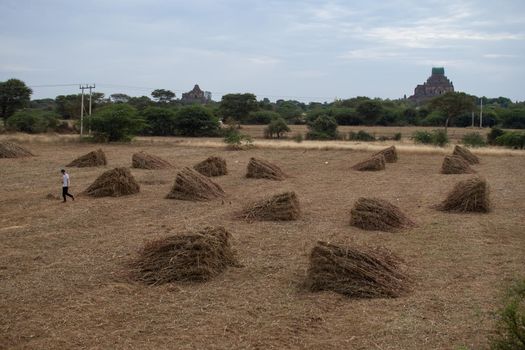 BAGAN, NYAUNG-U, MYANMAR - 3 JANUARY 2020: Several old and historical temple pagodas and green vegetation in the distance from an open dry grass and hay field