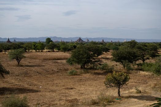 BAGAN, NYAUNG-U, MYANMAR - 3 JANUARY 2020: The top of old and historical temples peaking out above the tree vegetation in the distance from a dry grass field