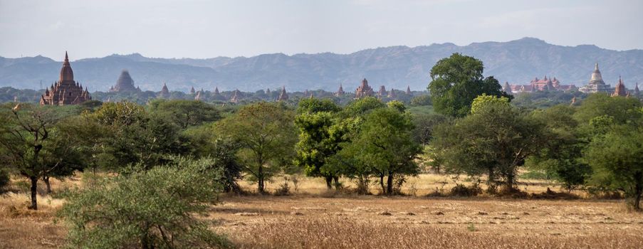 BAGAN, NYAUNG-U, MYANMAR - 3 JANUARY 2020: The top of old and historical temples peaking out above the tree vegetation in the distance from a dry grass field