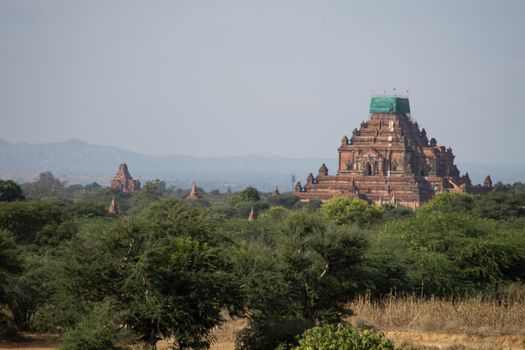 BAGAN, NYAUNG-U, MYANMAR - 3 JANUARY 2020: A huge old and historical temple pagoda with its tower under construction above the tree vegetation