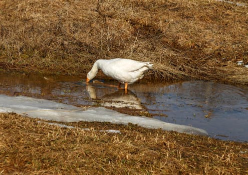 White goose drinks water from puddle. Reflection of goose in water.