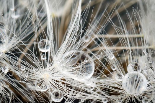 Dandelion fluff and brilliant morning dew on it