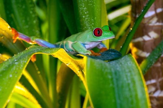 Red-eyed tree frog jump on the yellow-lit leaves of the plant with shiny droplets of dew