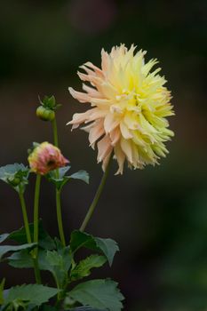 Dahlia Dinnerplate Yellow Passion. Yellow cream flower on a dark green background
