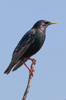 European starling in the blue sky background