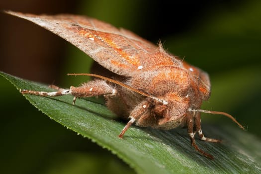 A huge hairy orange night butterfly on a green leaf