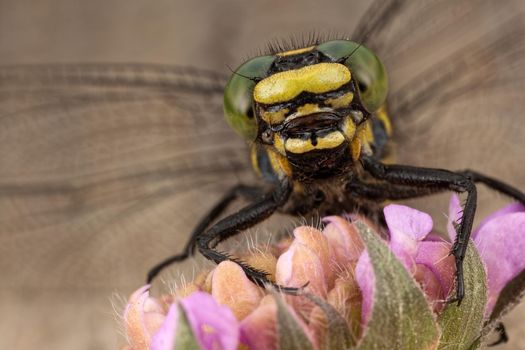 Dragonfly sits on a purple flower. A portrait of a terrible insect resembling an alien