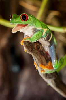 Red-eyed frog on the top of the branch smiles in surprise
